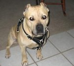 Bulldog/Amstaff Walking dog harness