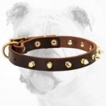 Adjustable Leather Bulldog Collar with Shiny Brass Spikes