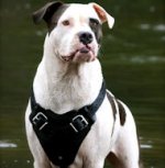 Alapaha Blood Bulldog Control Dog Harness - H1