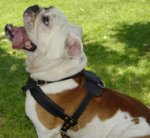 Best Padded Pulling Harness for British Bulldog