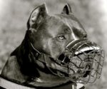'The Silencer' Comfortable Wire Basket Bulldog Muzzle
