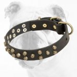 Comfortable Designer Leather Bulldog Collar with Brass Pyramids