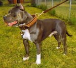 Best leather handmade leather dog collar for Bulldog