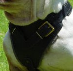 Australian Bulldog Control Dog Harness - H1