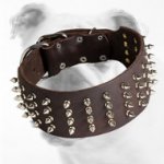 Designer Wide Spiked Leather Bulldog Collar