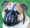 Padded Leather English Bulldog Muzzle