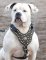 American Bulldog Harnesses for EveryDay
