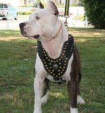BullyPit Harnesses for EveryDay
