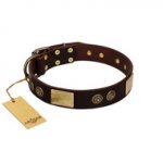 "Bow-Wow Effect" FDT Artisan Brown Leather Bulldog Collar with Plates and Ornate Studs