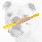 Sturdy Leather Bulldog Bite Tug with Two Handles