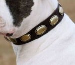 Design Collar- Retro Rulz-Gorgeous Vintage Dog Leather Collar