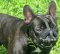 High Quality Leather Basket French Bulldog Muzzle