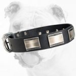 Reliable Walking Leather Bulldog Collar with Large Plates