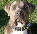 Leather Spiked Dog Collar -3 Rows Spiked Dog Collar for Bulldogs