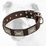 War Design Wide Leather Bulldog Collar with Nickel Plates