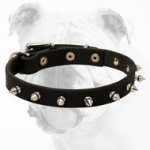 Elegant Leather Bulldog Collar with Hand Set Nickel Shiny Spikes