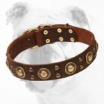 Leather Bulldog Collar with Trendy Brass Decorations