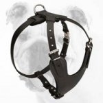 Brilliant Leather Bulldog Harness with a Soft Chest Plate