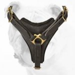Elegant Tracking and Walking Leather Bulldog Harness with a Padded Chest Plate