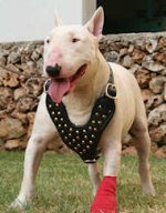 Bull Studded Walking dog harness-Bt leater harness