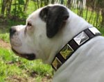 Leather Collar With Vintage Massive Plates for Valley Bulldog