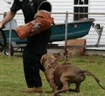 Dog Training bite sleeve for Bulldog training