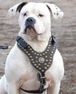 Exclusive Bulldog Harness-Designer Studded Leather Harness