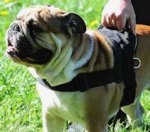 British Bulldog Training Dog Harness- Walking Dog Harness