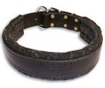Leather dog collar with thick felt for all breeds - 1.5" width