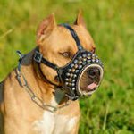 Leather Dog M-Hand Made Leather Muzzle for BullyPit