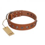 "Silver Age" Fashionable FDT Artisan Tan Leather Bulldog Collar with Silver-Like Studs