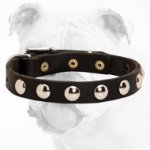 Fantastic Durable Leather Bulldog Collar with Nickel Studs