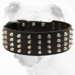 Wide Studded Leather Bulldog Collar for Training