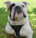 Leather Tracking/Walking Dog Harness for Bulldogs