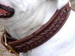 Best leather handmade leather dog collar for Vic.Bulldog