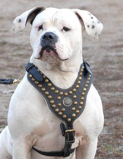 Harness for american bulldog Clearance