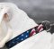leather dog collar- Designer Collar for Vic. Bulldog