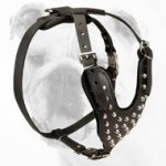 Walking Studded/Pyramids Leather Bulldog Harness