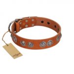 "Woofy Majesty" FDT Artisan Tan Leather Bulldog Collar with Round Silver-like Plates