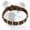 Sophisticated Leather Bulldog Collar with Studs