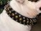Bulldog Collar-3 Rows Leather Spiked and Studded Dog Collar S55