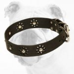 Superior Designed Leather Bulldog Collar with Trendy Decorations