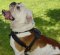 Best Padded Pulling Harness for British Bulldog