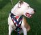 Best American Dog Harness For Amercian Bulldog Terrier