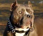 BullyPit Spiked Dog Collar - 18 inch and up to 31 inch collar