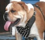 English Bulldog Leather Spiked Dog Harness-Custom Dog Harness