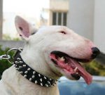 Bull Leather Spiked Dog Collar - 3 Rows of spikes