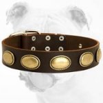 Exclusive Leather Bulldog Collar with Vintage Brass Oval Plates
