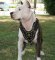 BullyPit Harnesses for EveryDay