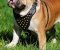 Australian Bulldog Custom Leather Dog Harness with Studs